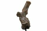 Triceratops Caudal Vertebra on Metal Stand - Wyoming #382490-3